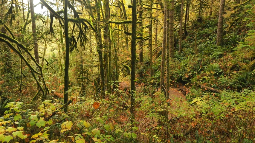 a forested path surrounded by ferns and pine trees