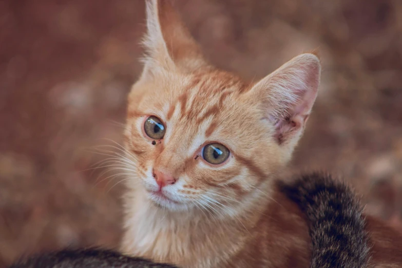 an orange kitten stares straight ahead at the camera