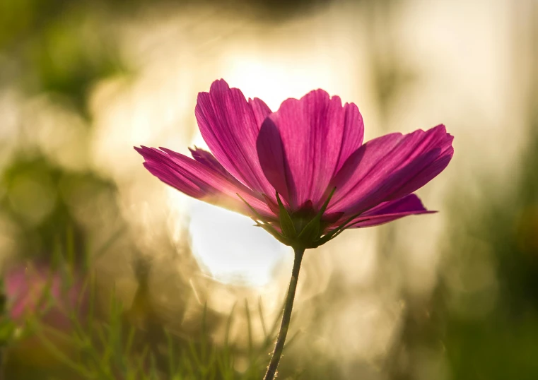 a pink flower in the sun shining brightly