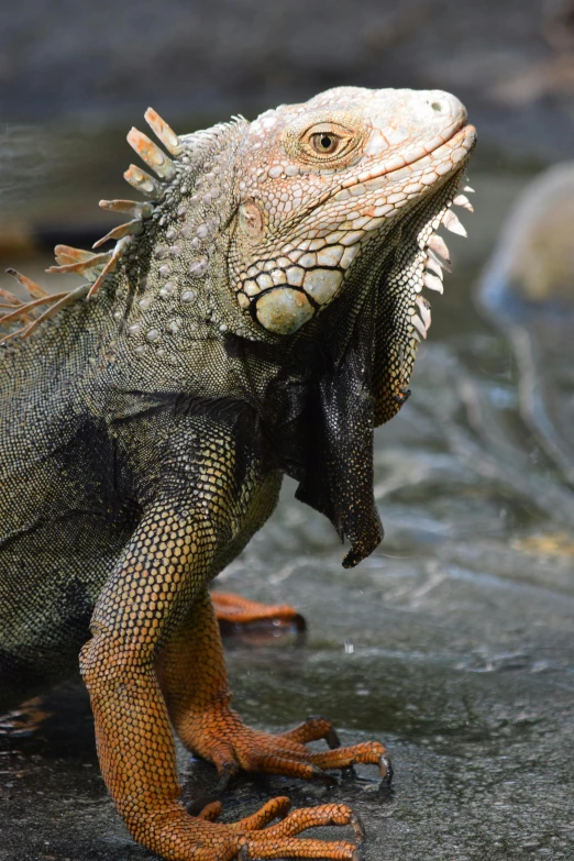 an orange and black dragon lizard looks to the left