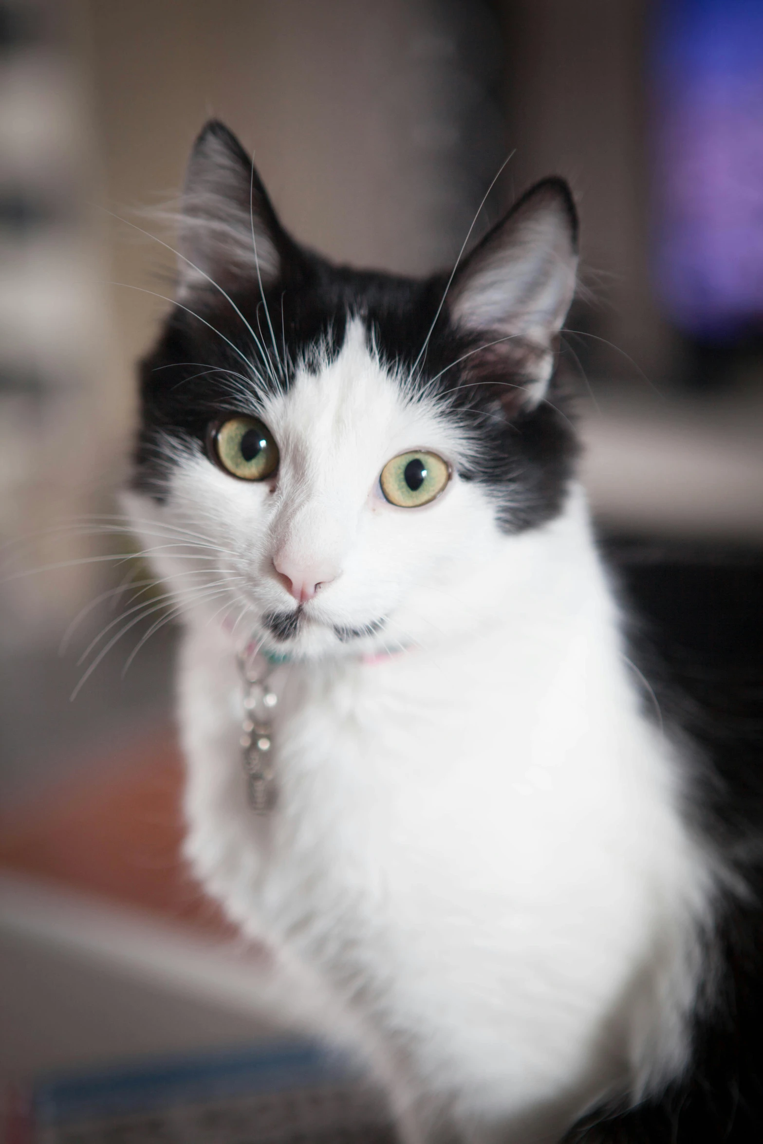 a black and white cat wearing a collar