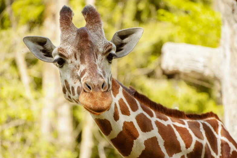 a close up view of a giraffe's face