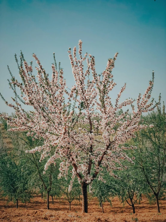 this is the po of trees with flowers in bloom