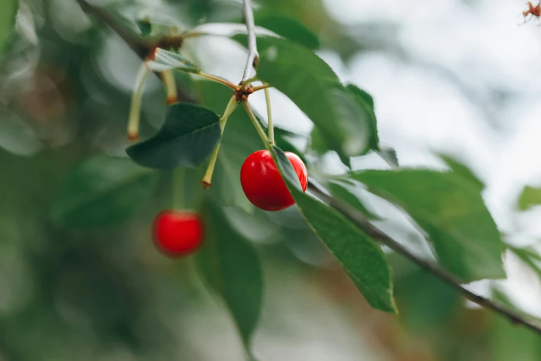 the tree has berries that are ripe