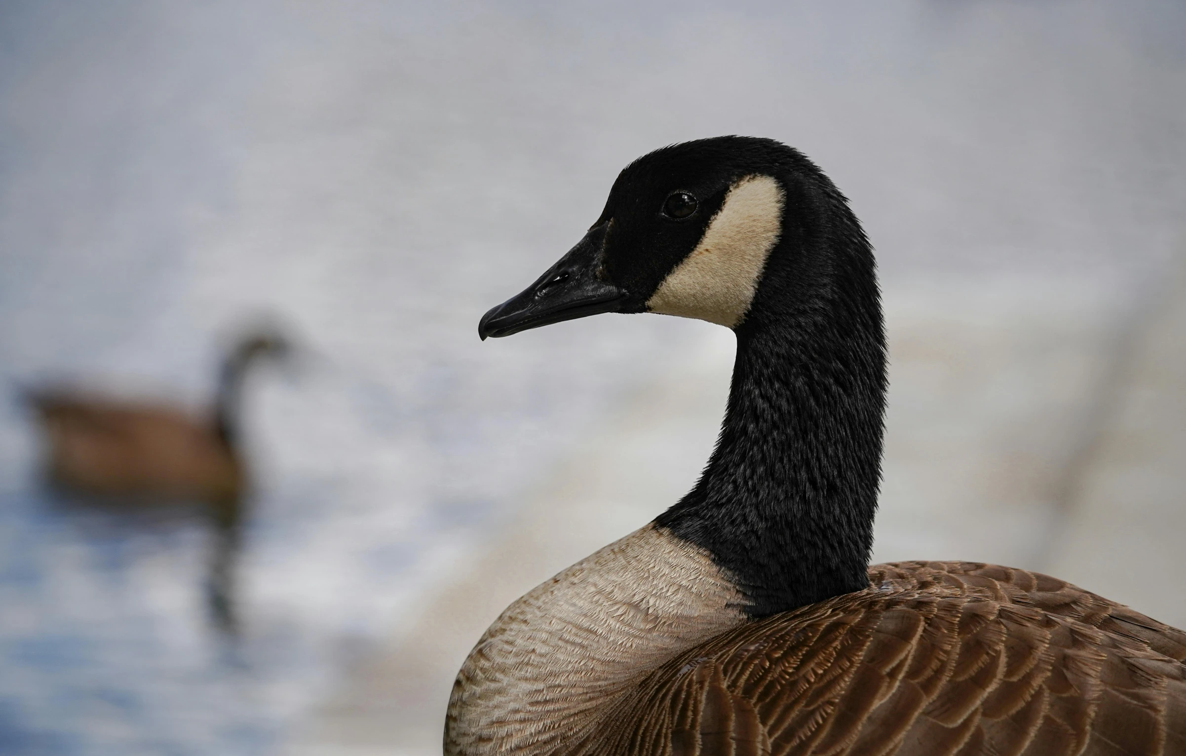 the black and white duck is in water next to another duck