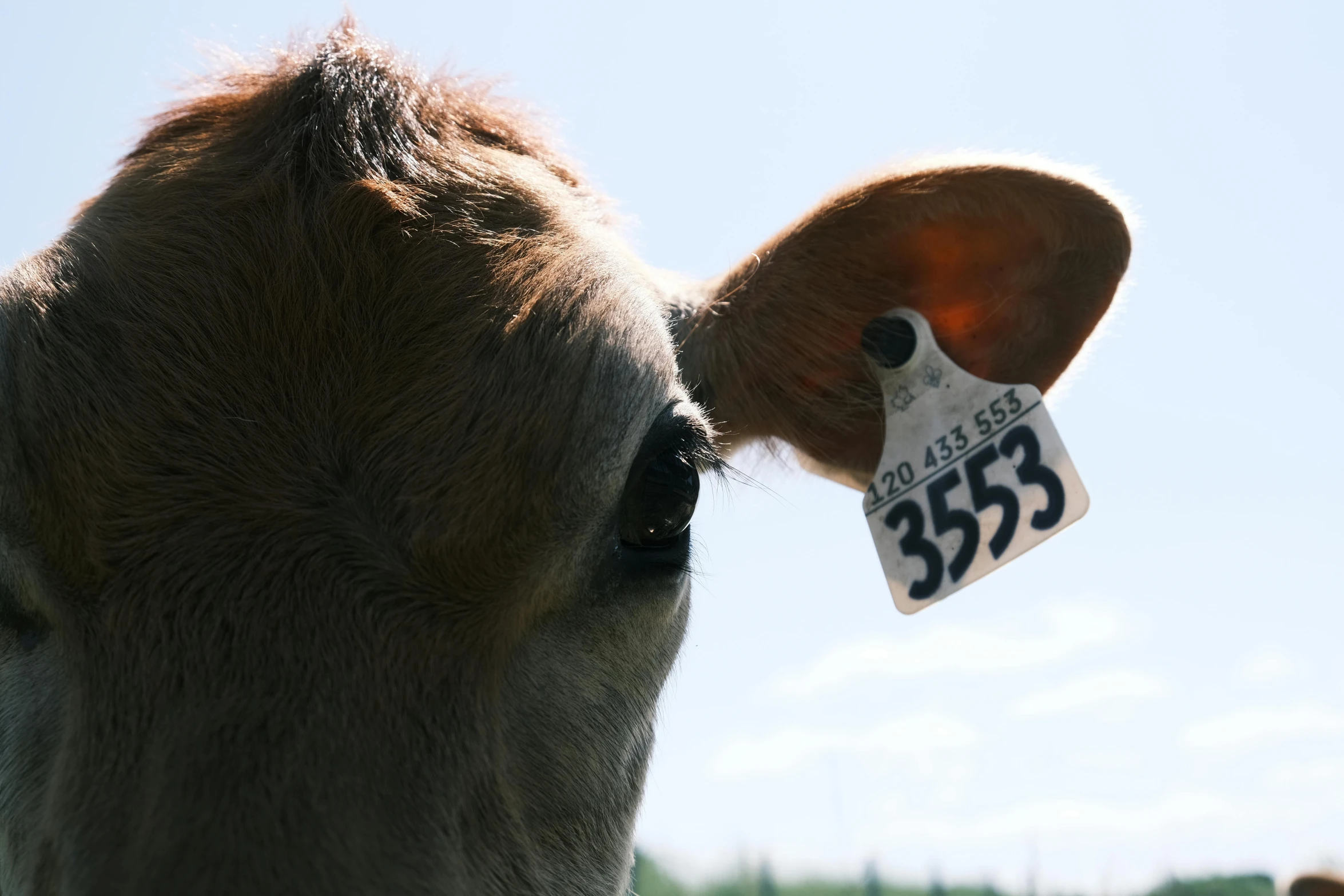 the snout of a cow's head with a tag that says 350