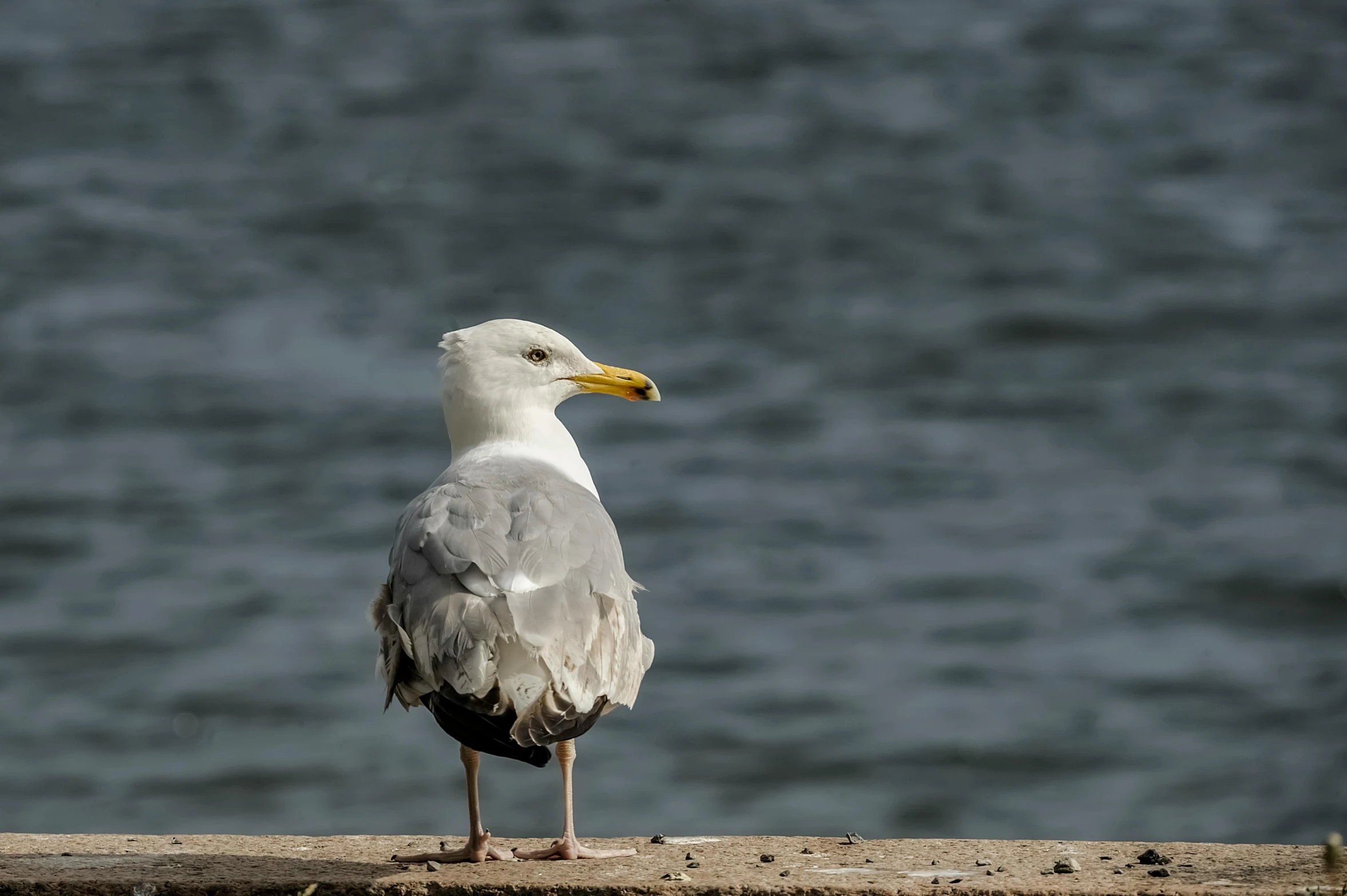 a seagull looking down as it sits on the cement