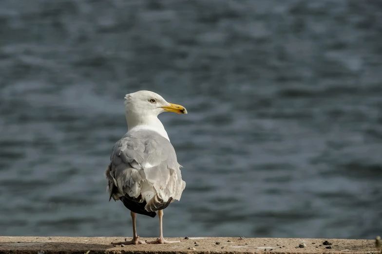 a seagull looking down as it sits on the cement