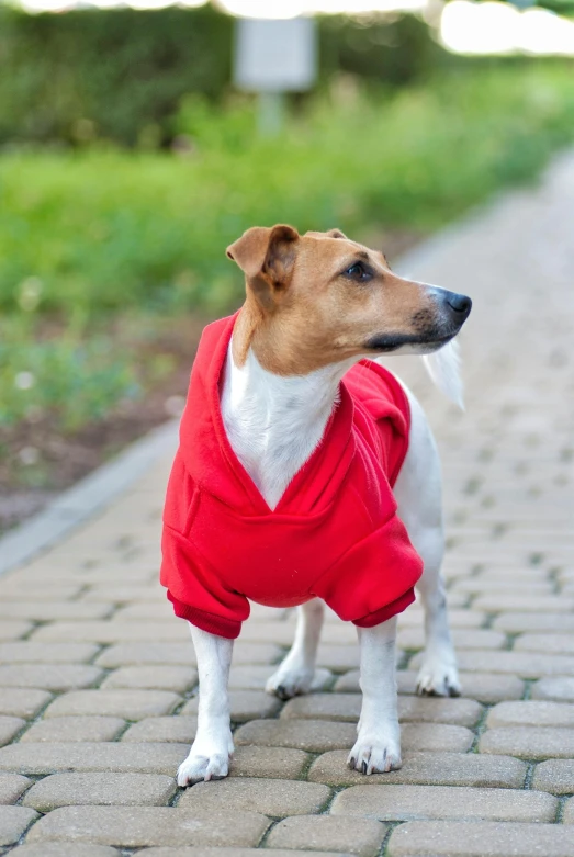 a brown and white dog wearing a red sweater on the ground