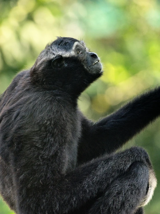 a gray and black monkey perched on a post