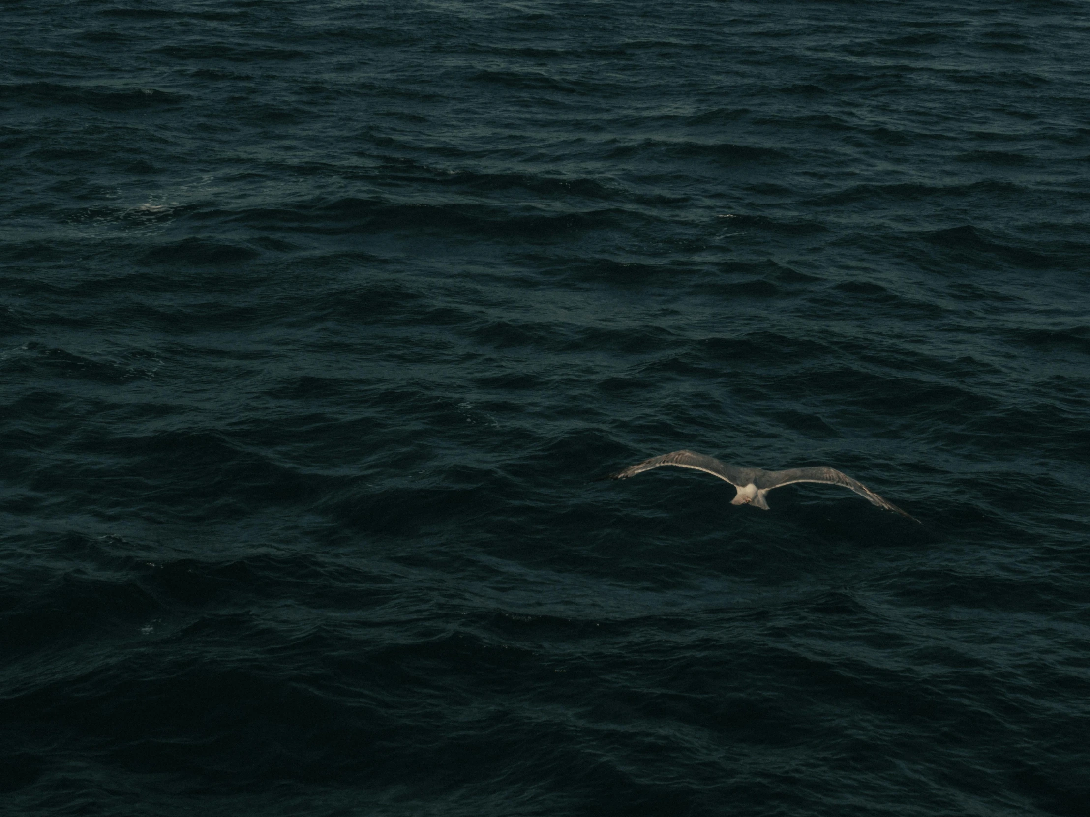 a bird flying over a very large body of water