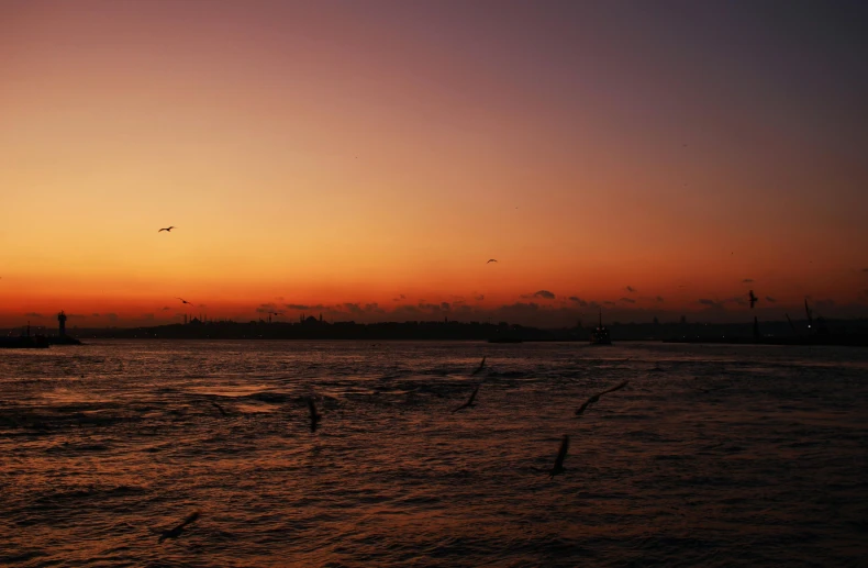 a group of birds flying over a large body of water