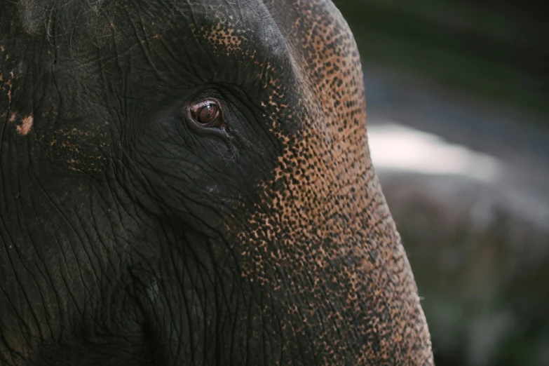 a close up image of an elephant's brown and black skin