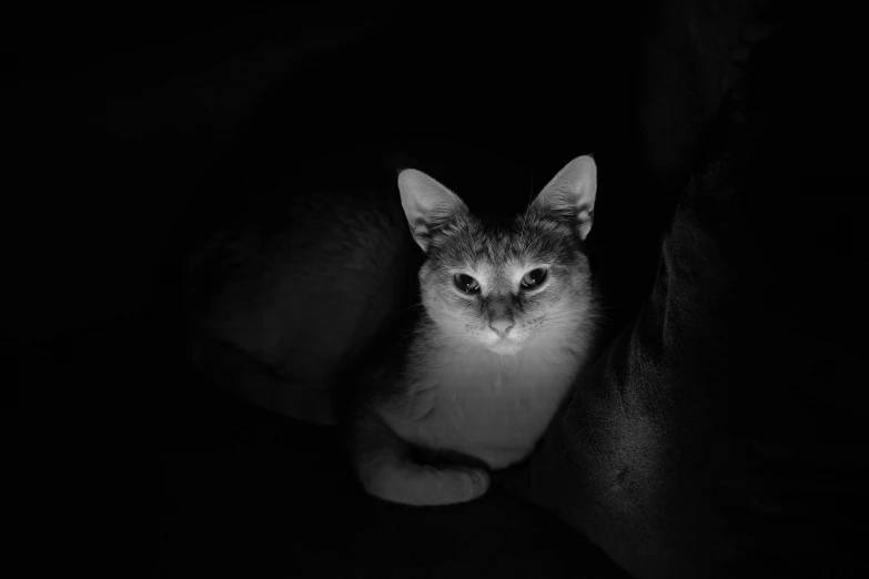 a cat laying on a couch alone in a dark room