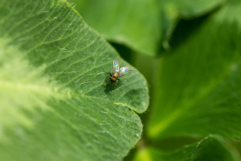 a green fly sitting on top of a leaf