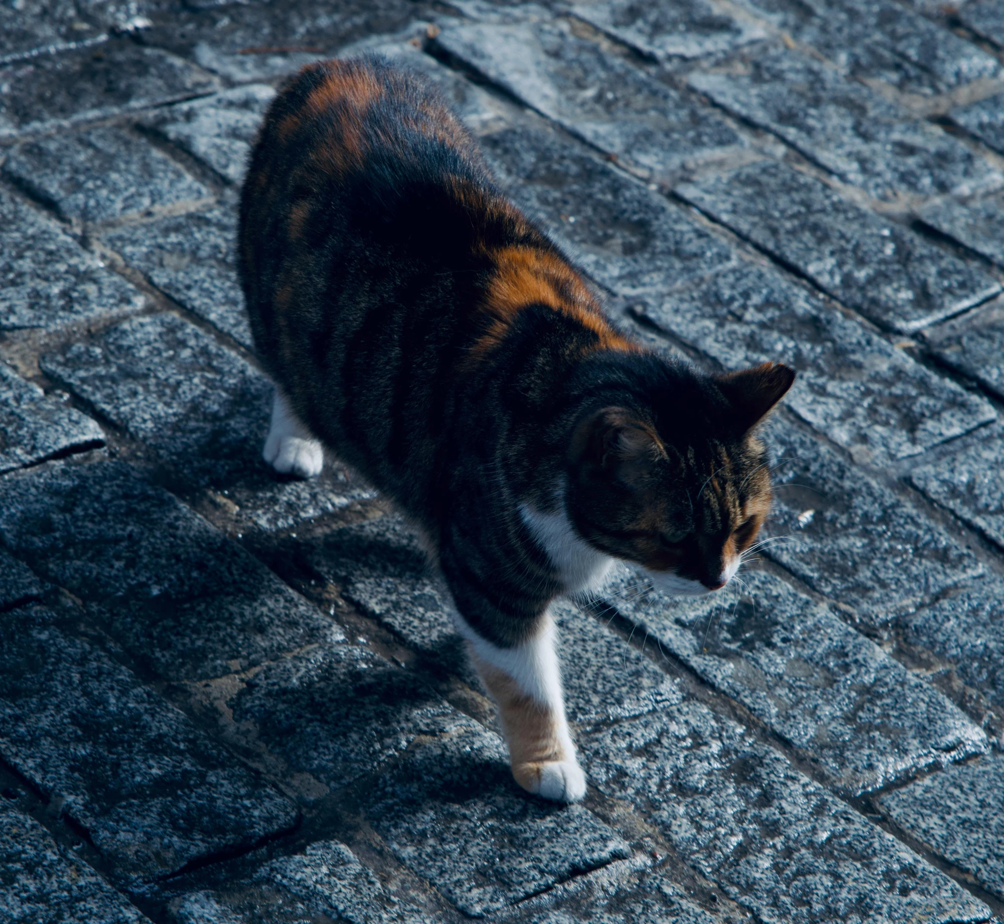 a cat stands on a brick floor looking back