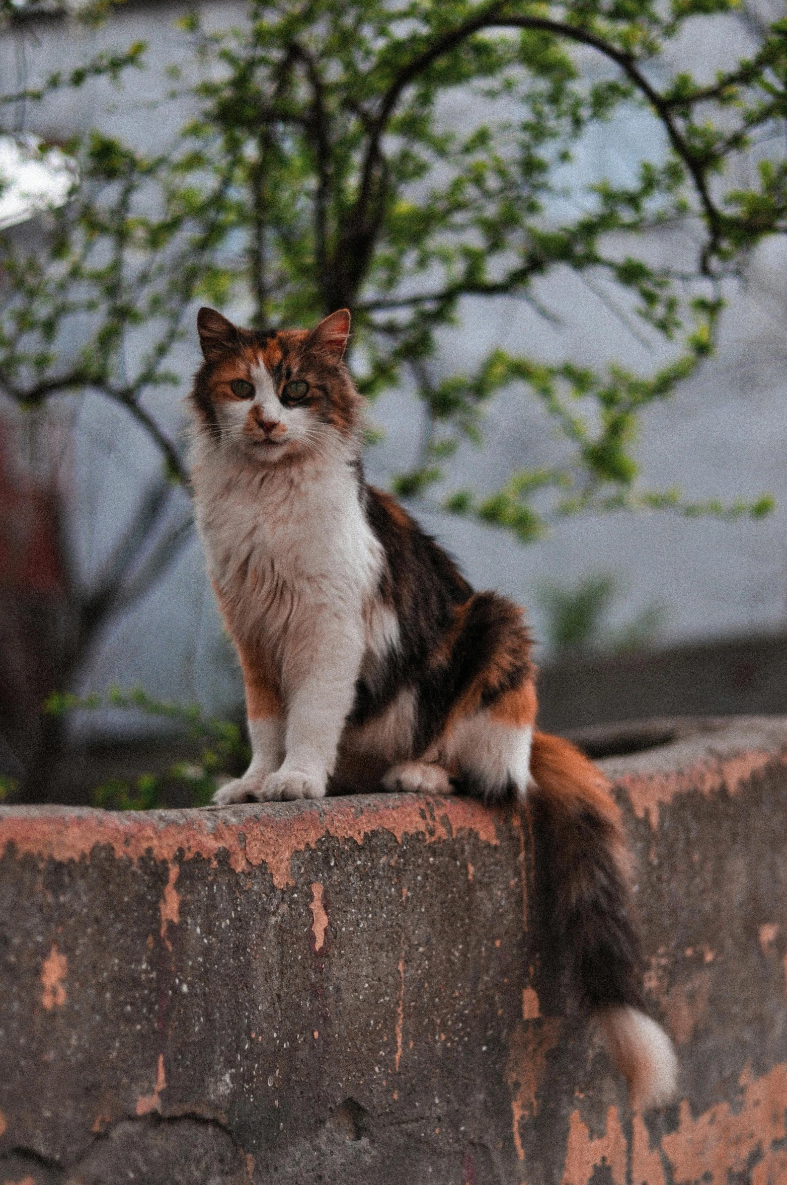 a cat sitting on a cement ledge with green trees in the background