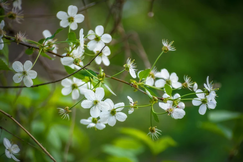 some white flowers and some green leaves