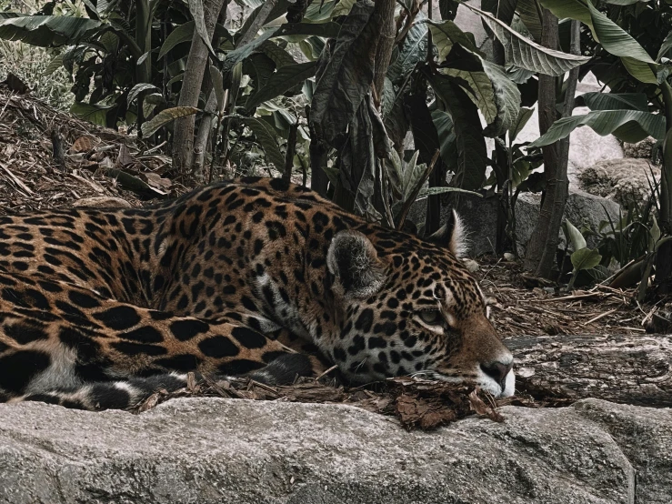 a big jaguar is lying on the ground