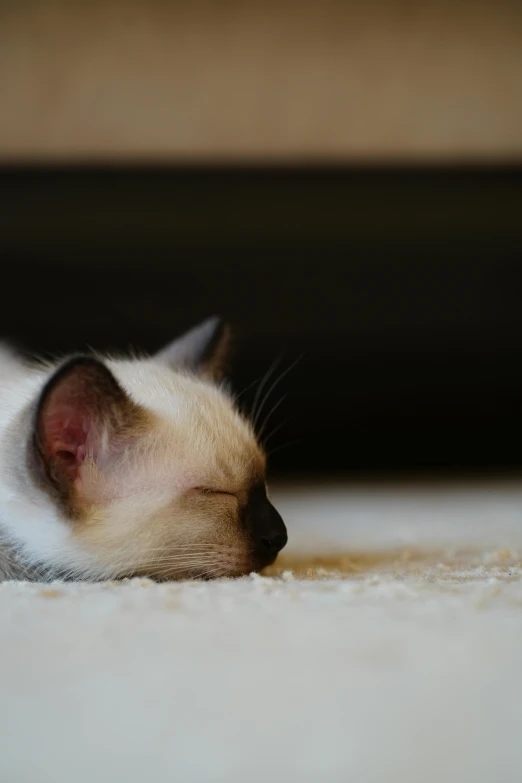 there is a small white cat with a light brown face