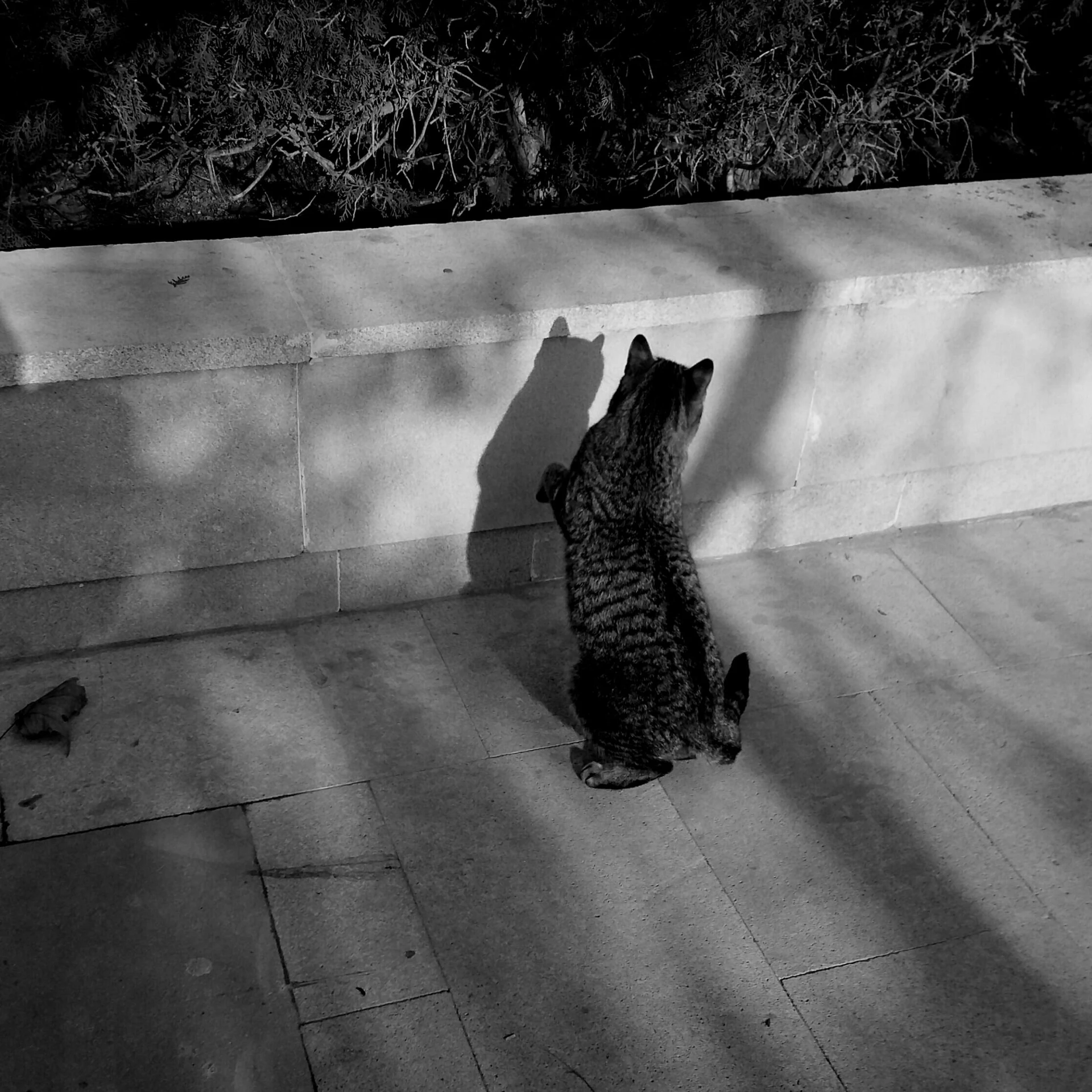 a black and white po of a cat looking up at soing in the air