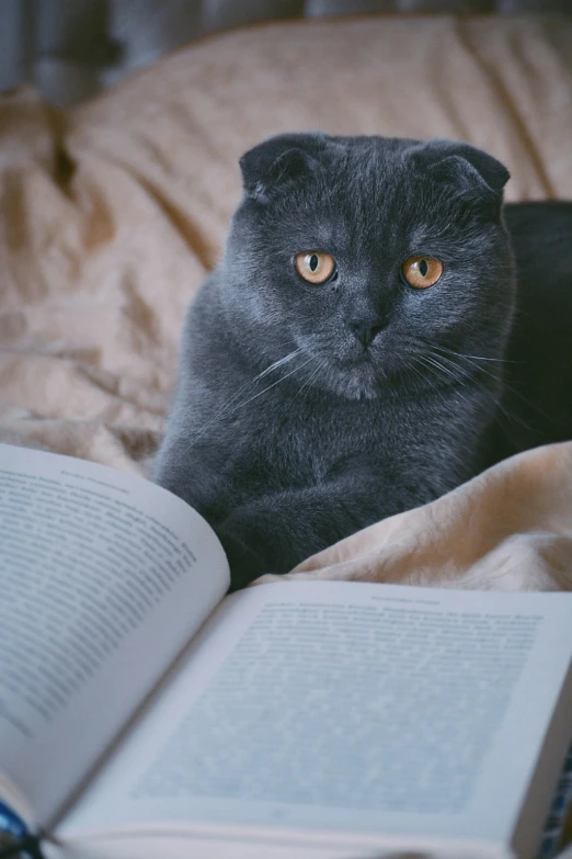 the cat is laying down next to a book