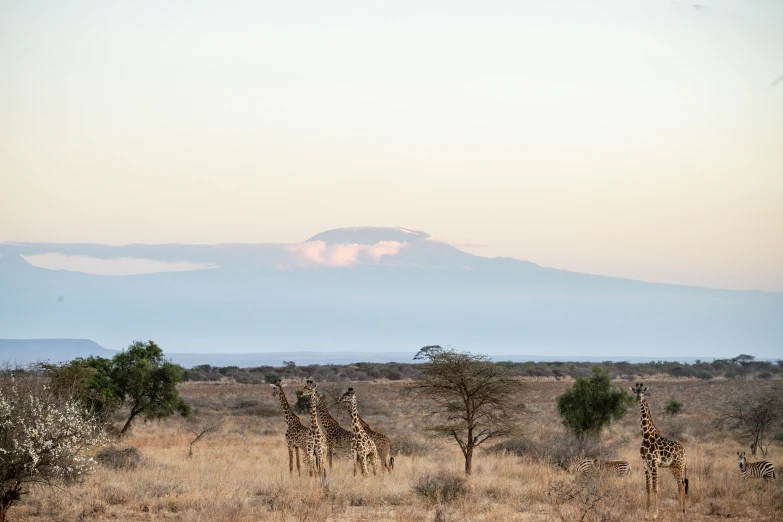 giraffes stand in the grass with the mountain in the background