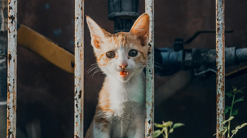 a cat that is sticking its head out a gate