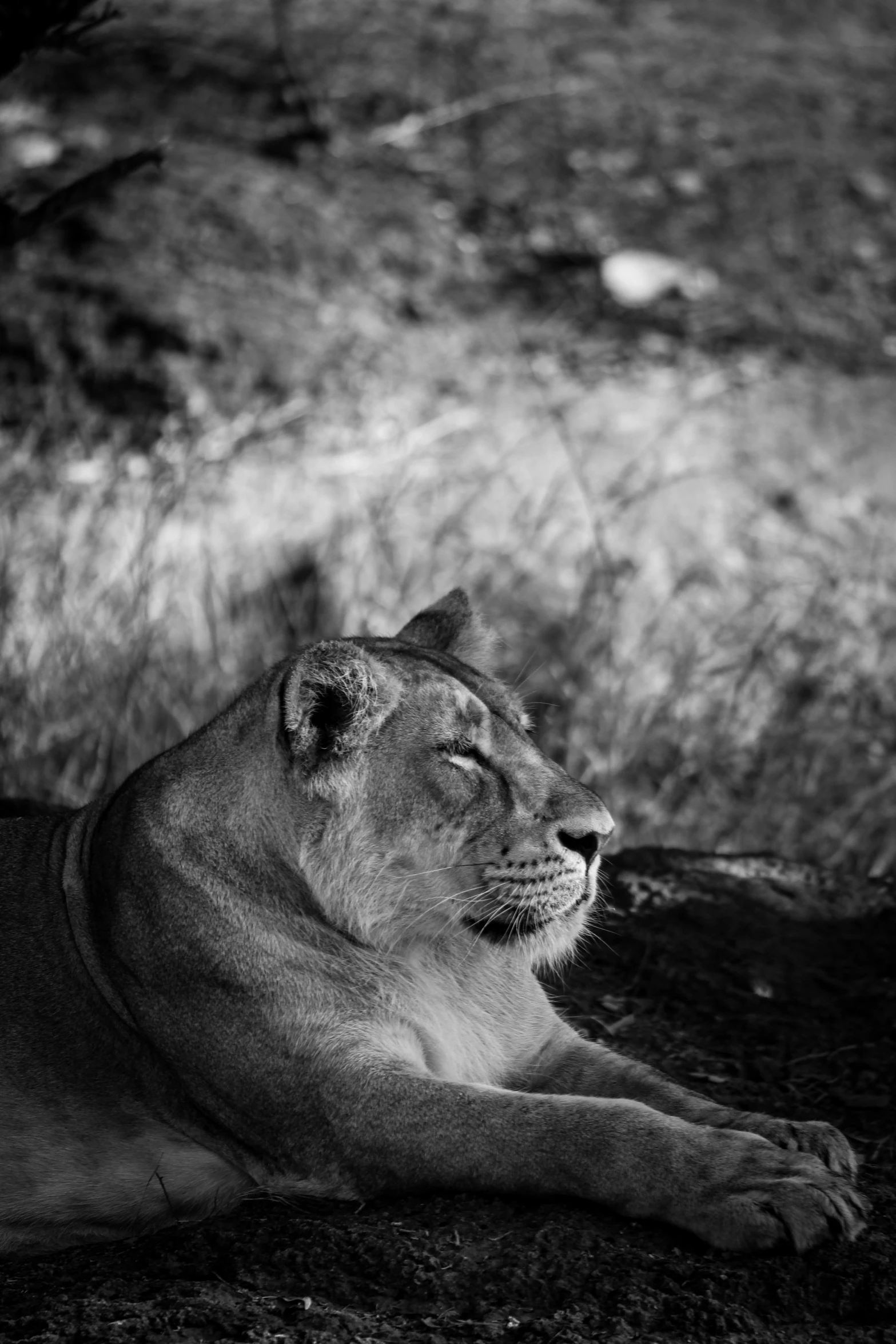 a lion laying on the ground with his head turned