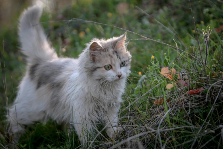 a cat standing by some vegetation and grass