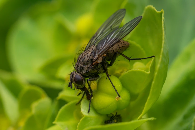 the hover flies sitting on top of a green leaf