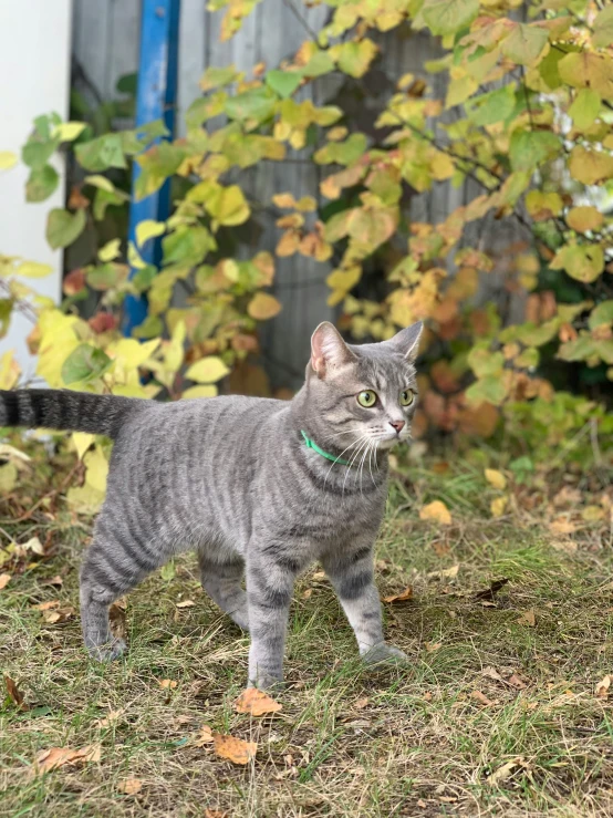 a grey cat is looking up while standing in the grass