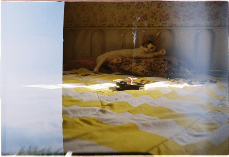 an orange and white cat on yellow and white comforter