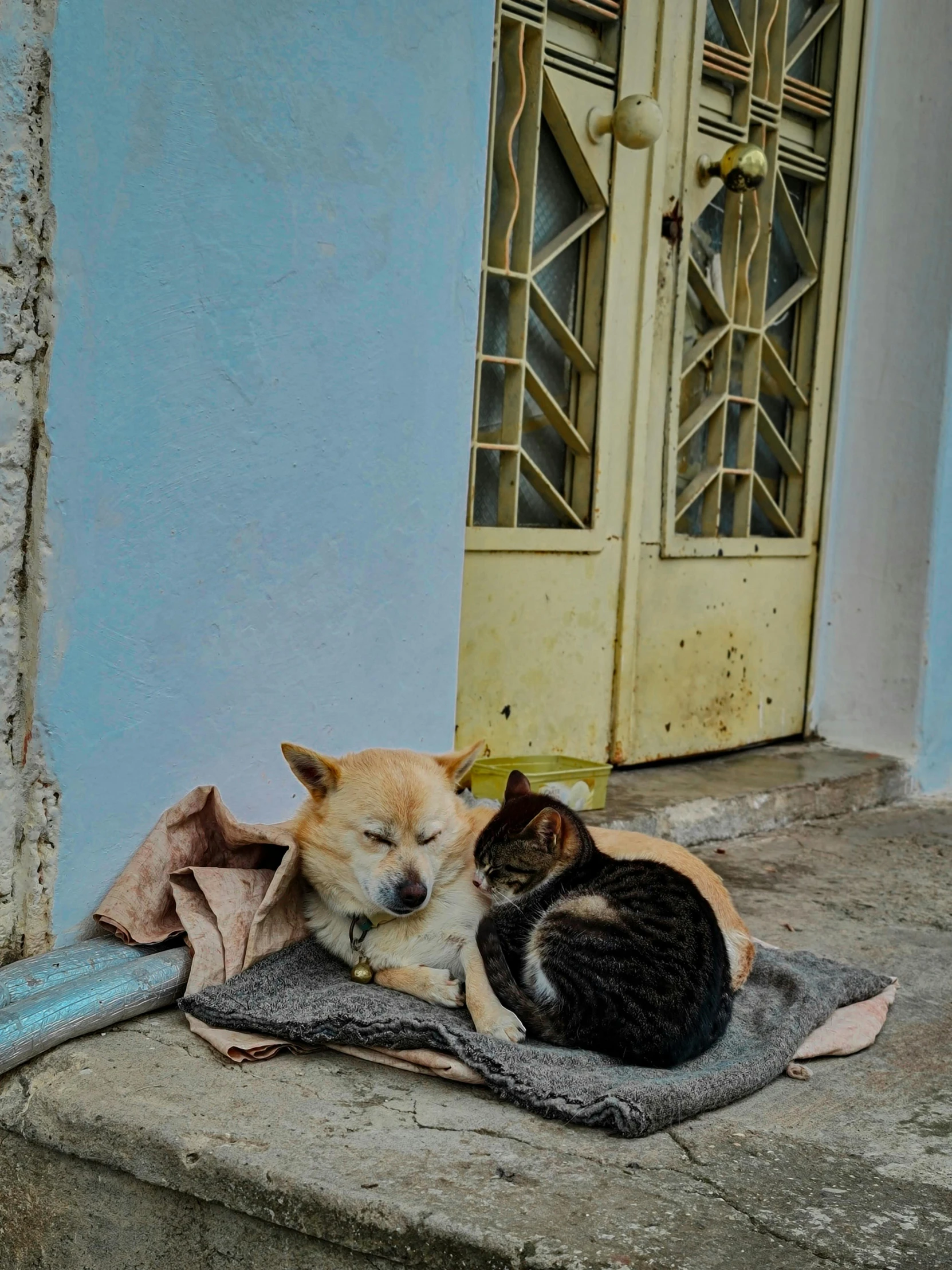 two small dogs are sleeping on some towels