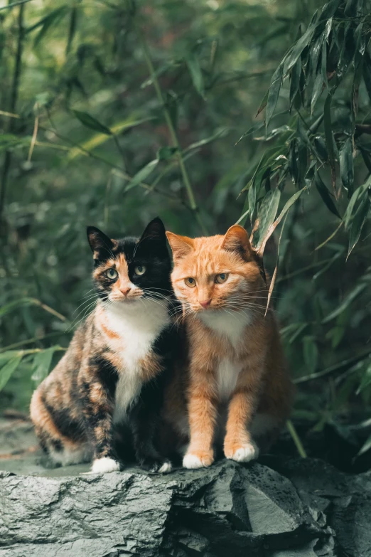 a couple of cats sitting next to each other