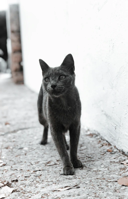 the black cat is walking away from the wall