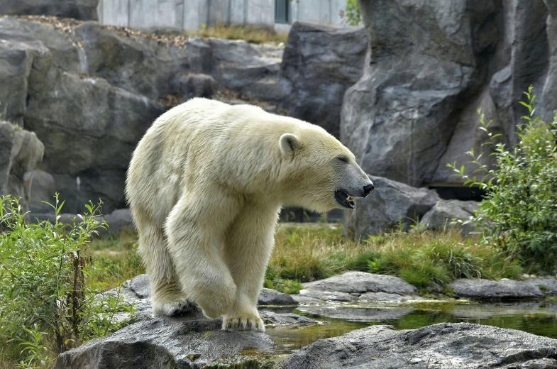the polar bear is standing on the rocks