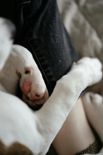 a little dog that is hugging its owner's back