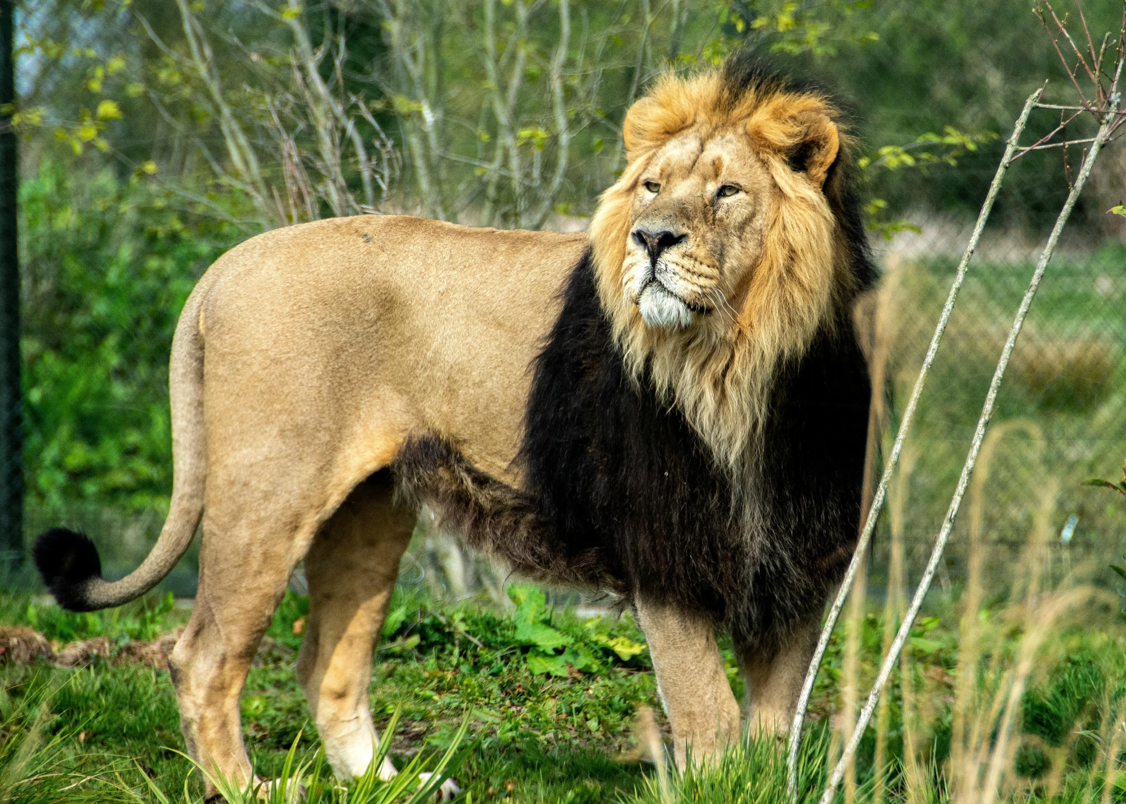 a large adult male lion standing in the wild