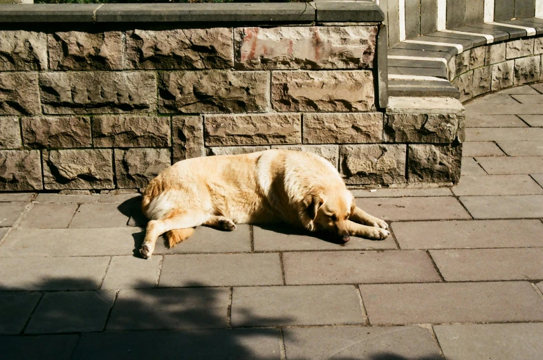 a dog that is laying down on some bricks
