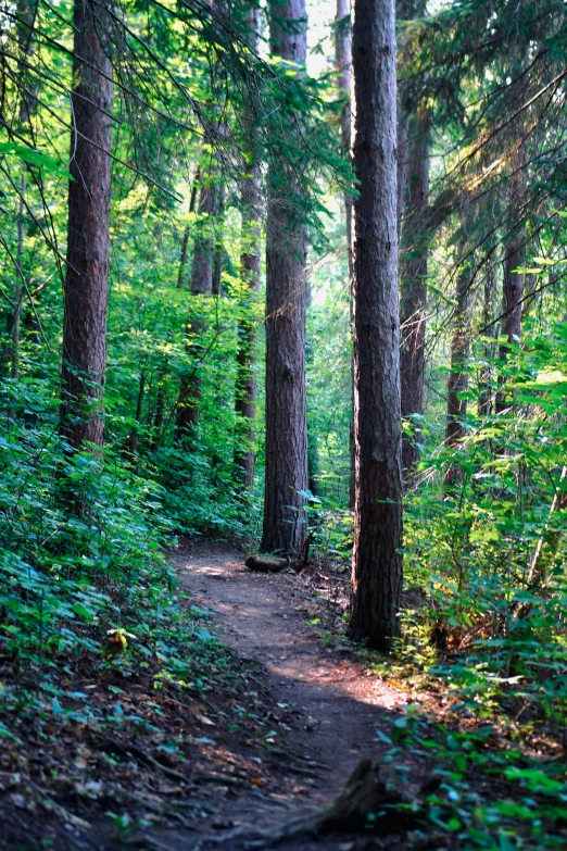 the forest is lush with green leaves and very tall trees