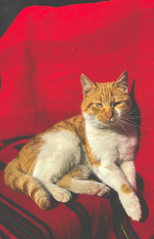 a cute cat is sitting on a red couch