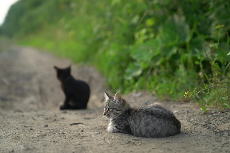 two black and grey cats are on the side of the road