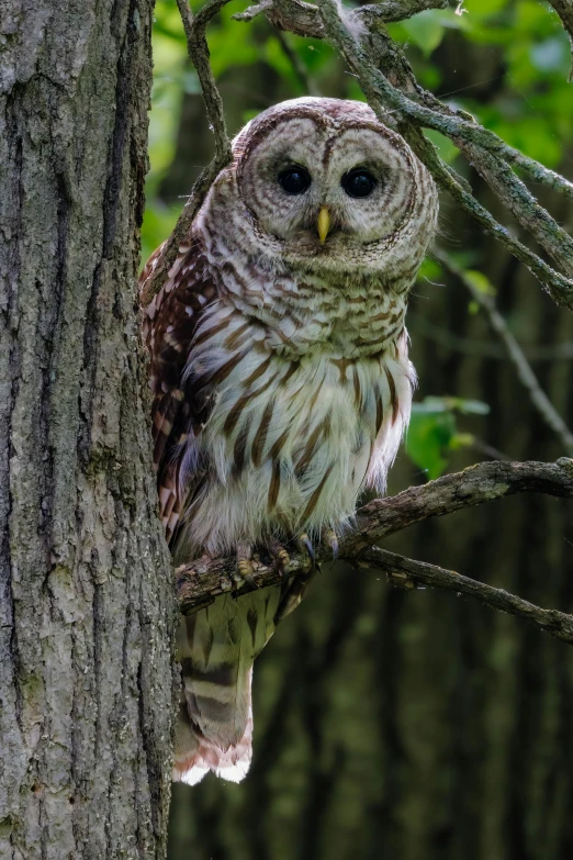 an owl sits on a tree nch in the middle of a forest