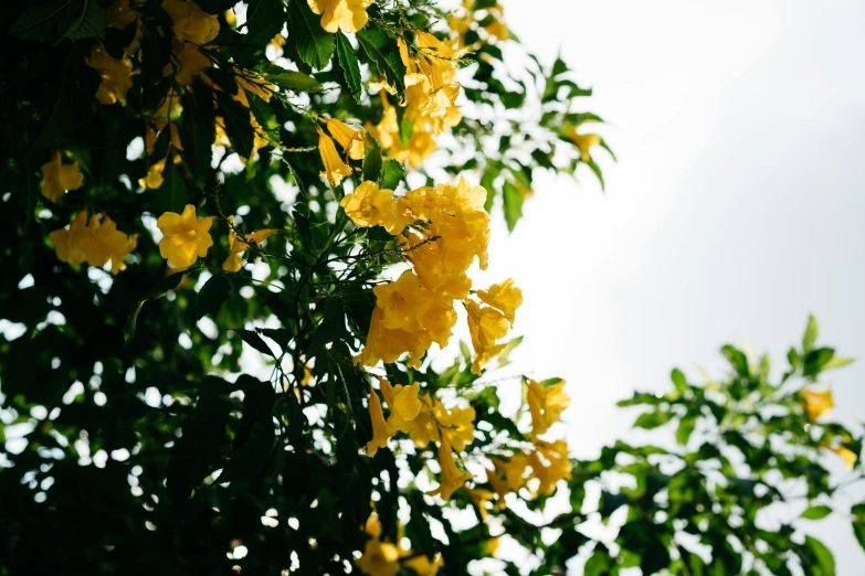 yellow flowers are in full bloom on the tree