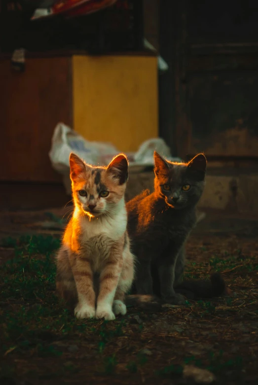 two small cats sitting side by side in the grass