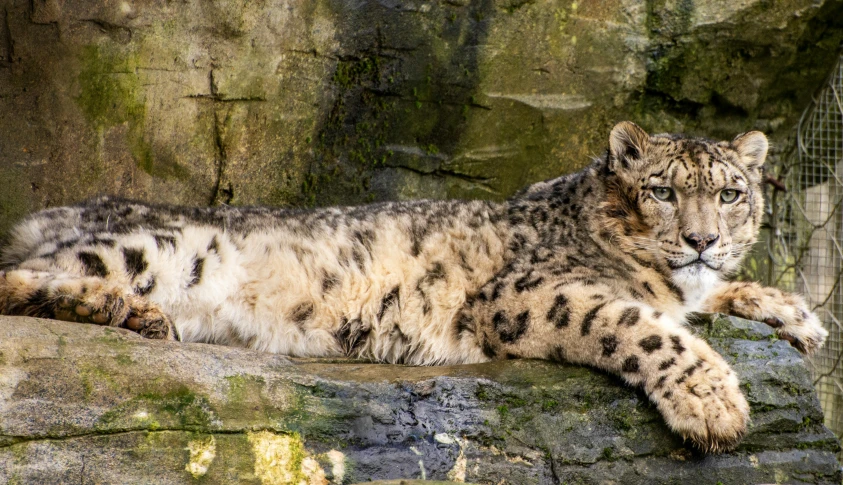 a white and black snow leopard laying on top of rocks