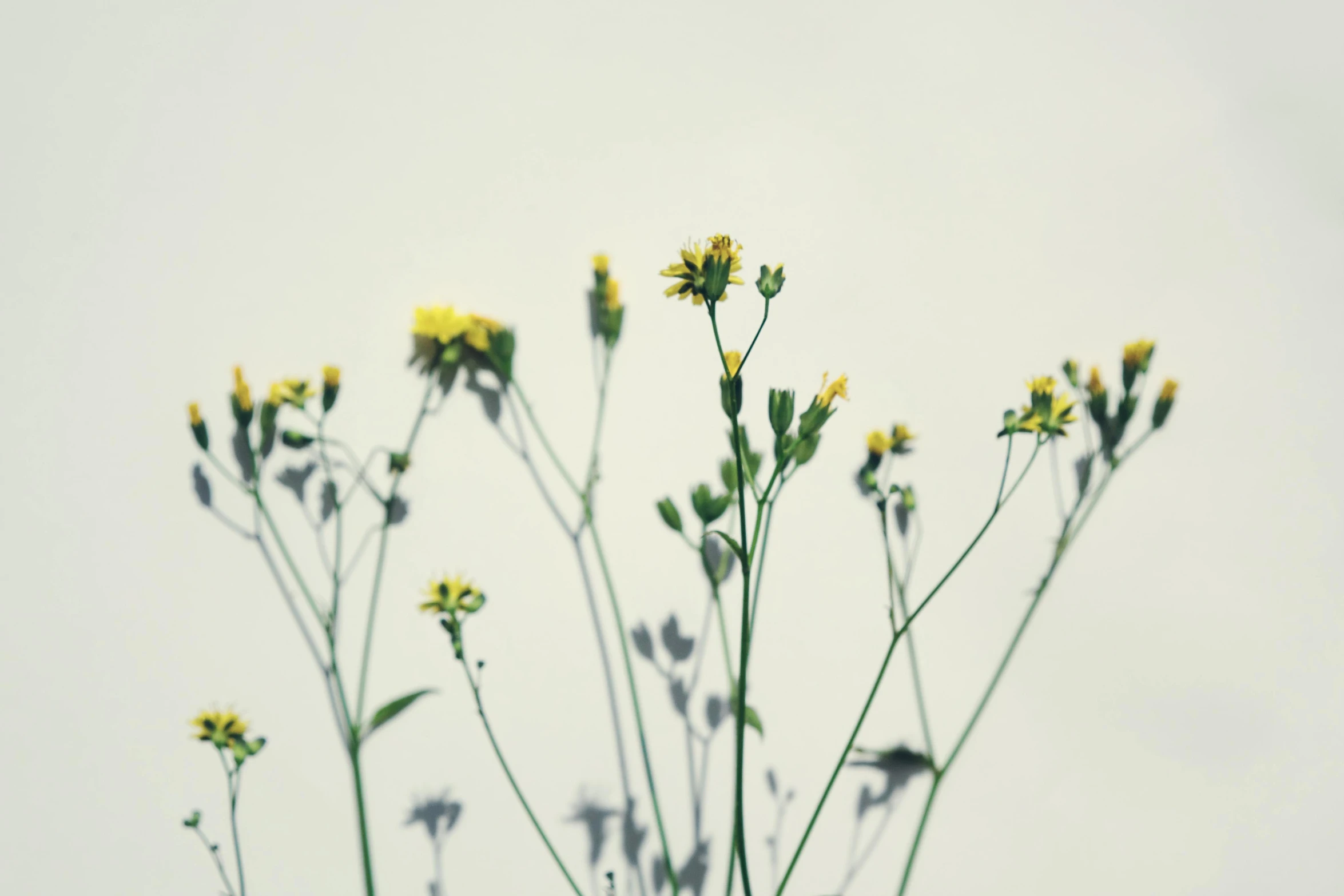 a bunch of wildflowers that are yellow with very little leaves