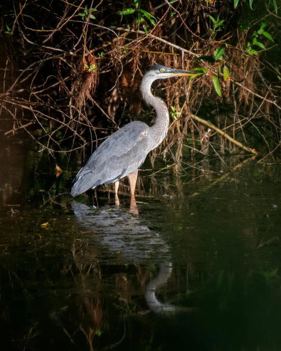 a large white bird standing in the water