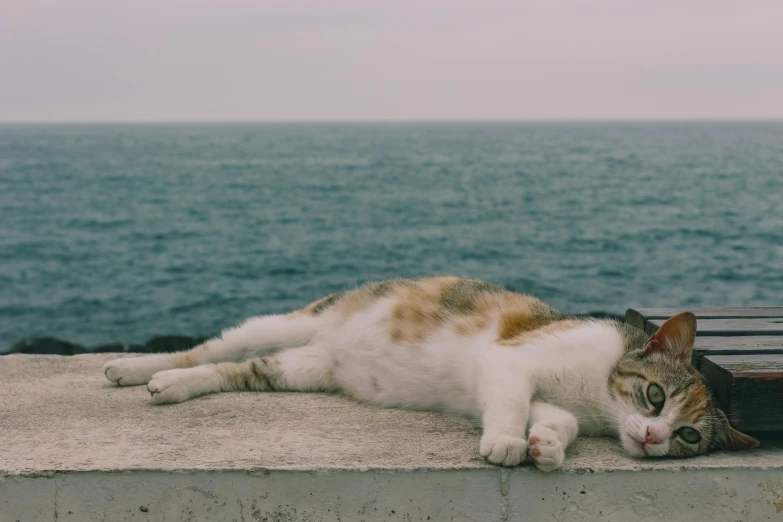 an image of a cat laying on the ground